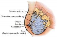 anatomia mammella